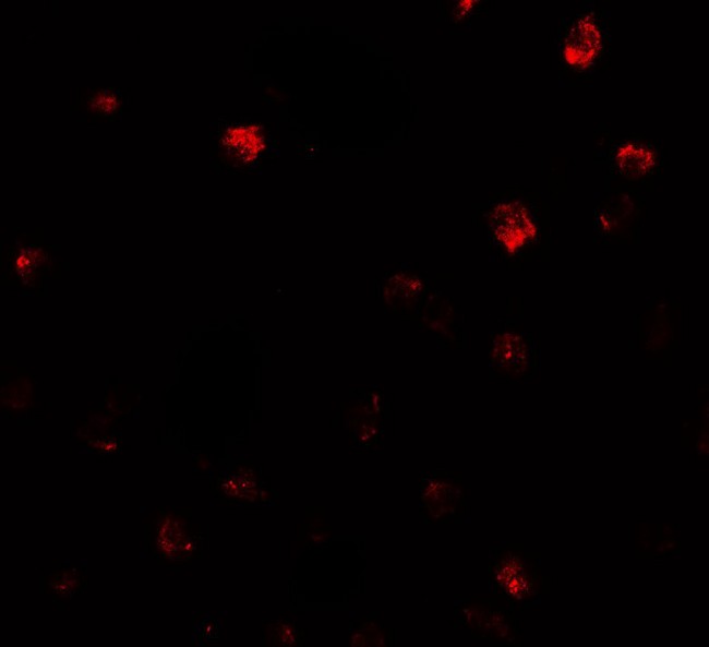 NDST2 Antibody - Immunofluorescence of NDST2 in Daudi cells with NDST2 antibody at 20 ug/ml.