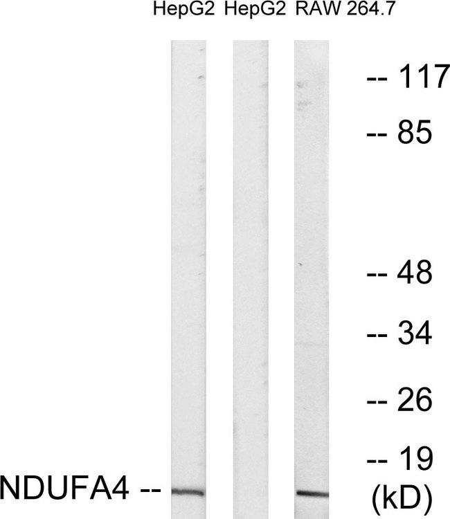 NDUFA4 Antibody - Western blot analysis of lysates from HepG2 and RAW264.7 cells, using NDUFA4 Antibody. The lane on the right is blocked with the synthesized peptide.