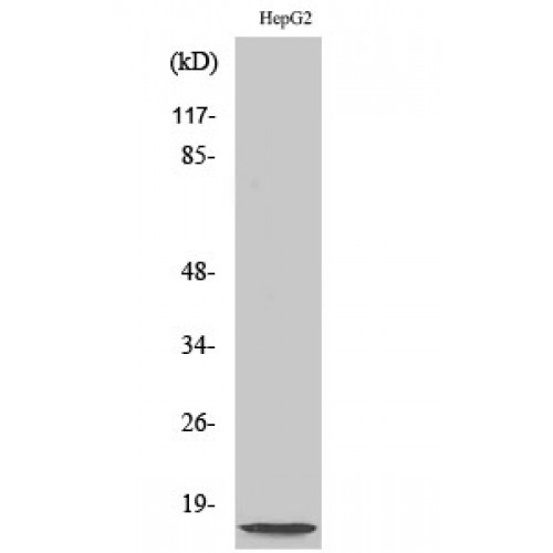 NDUFA4L2 Antibody - Western blot of NDUFA4L2 antibody