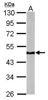 NDUFS2 Antibody - Sample (50 ug of whole cell lysate). A: Mouse brain. 10% SDS PAGE. NDUFS2 antibody diluted at 1:10000.