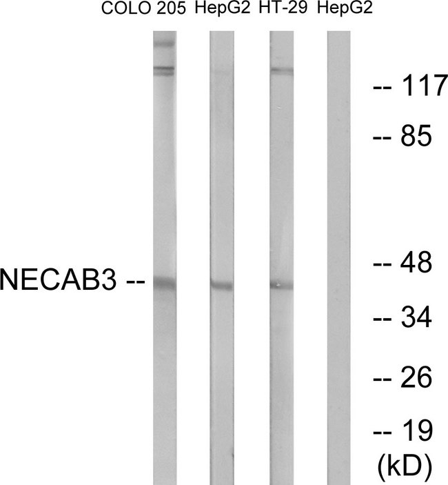 NECAB3 Antibody - Western blot analysis of lysates from HepG2, COLO, and HT-29 cells, using NECAB3 Antibody. The lane on the right is blocked with the synthesized peptide.