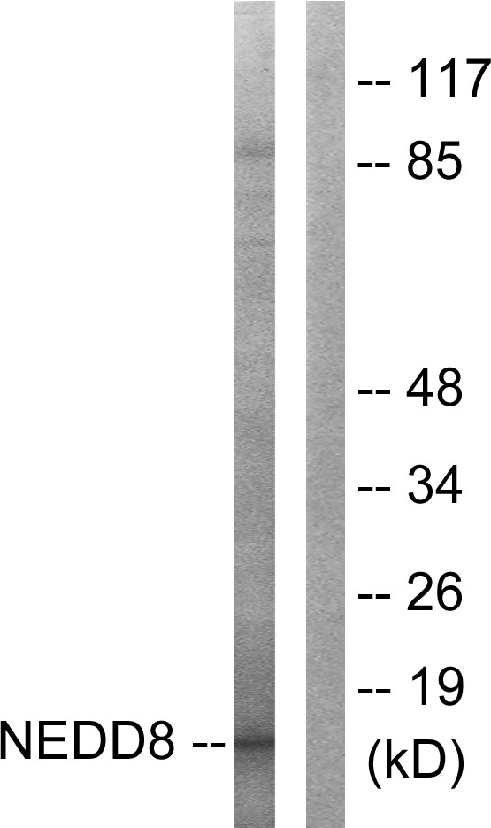 NEDD8 Antibody - Western blot analysis of lysates from Jurkat cells, using NEDD8 Antibody. The lane on the right is blocked with the synthesized peptide.