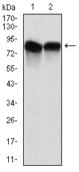 NEDD8 Antibody - Western blot using NEDD8 mouse monoclonal antibody against C6 (1) and HeLa (2) cell lysate.
