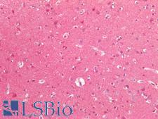 NEDD8 Antibody - Human Brain, Cortex: Formalin-Fixed, Paraffin-Embedded (FFPE)