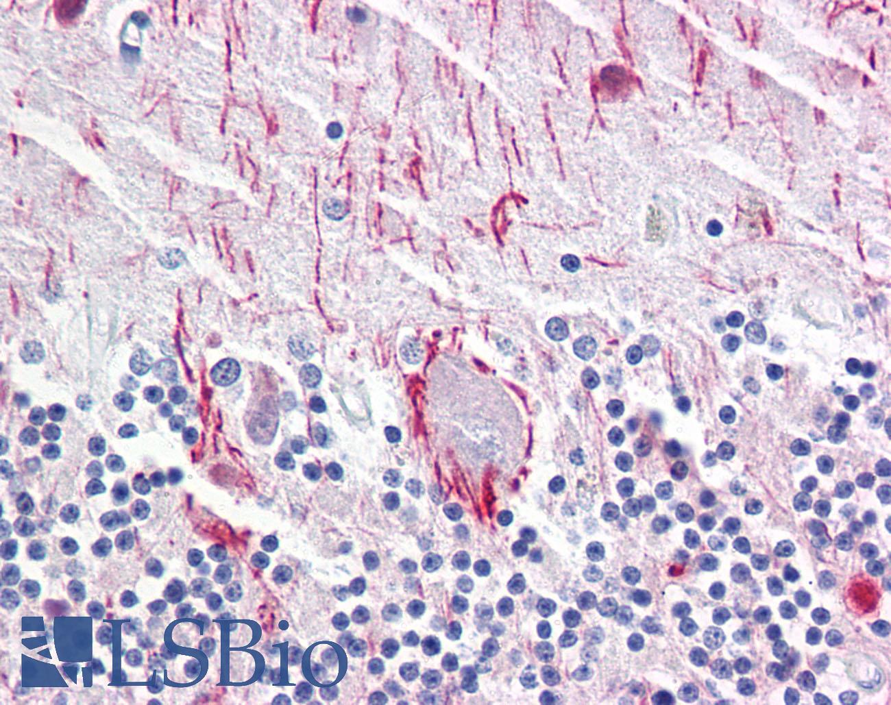 NEFH / NF-H Antibody - Anti-NEFH antibody IHC of human brain, cerebellum. Immunohistochemistry of formalin-fixed, paraffin-embedded tissue after heat-induced antigen retrieval. Antibody concentration 10 ug/ml.