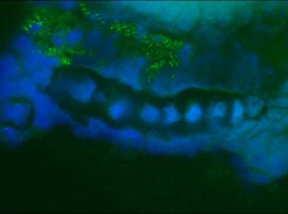 NEFH / NF-H Antibody - Immunofluorescence staining of a 9 days old zebrafish embryo
