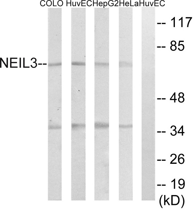 NEI3 / NEIL3 Antibody - Western blot analysis of lysates from HeLa, HepG2, HUVEC, and COLO cells, using NEIL3 Antibody. The lane on the right is blocked with the synthesized peptide.