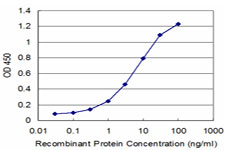 NEK2 Antibody - Detection limit for recombinant GST tagged NEK2 is approximately 0.3 ng/ml as a capture antibody.