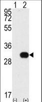 NEK7 Antibody - Western blot of NEK7 (arrow) using NEK7 Antibody. 293 cell lysates (2 ug/lane) either nontransfected (Lane 1) or transiently transfected with the NEK7 gene (Lane 2) (Origene Technologies).