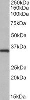 NEK7 Antibody - NEK7 antibody (0.05 ug/ml) staining of HeLa lysate (35 ug protein/ml in RIPA buffer). Primary incubation was 1 hour. Detected by chemiluminescence.