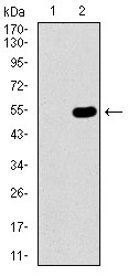 NELFA / WHSC2 Antibody - Western blot using WHSC2 monoclonal antibody against HEK293 (1) and WHSC2 (AA: 280-511)-hIgGFc transfected HEK293 (2) cell lysate.