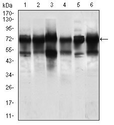 NELFA / WHSC2 Antibody - Western blot using WHSC2 mouse monoclonal antibody against Jurkat (1), HeLa (2), HEK293 (3), A549 (5), SPC-A-1 (6) cell lysate, and Rat brain (4) tissue lysate.