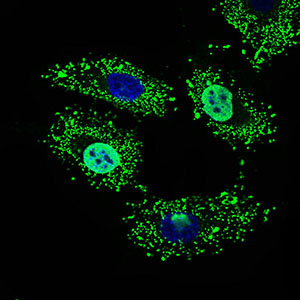 NELFA / WHSC2 Antibody - Immunofluorescence of HeLa cells using WHSC2 mouse monoclonal antibody (green). Blue: DRAQ5 fluorescent DNA dye.