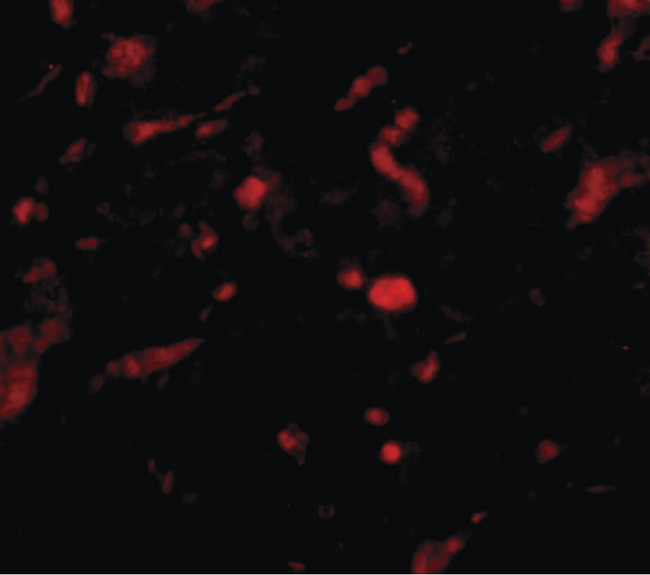 NENF / Neudesin Antibody - Immunofluorescence of NENF in rat kidney tissue with NENF antibody at 20 ug/ml.