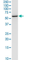 NEU1 / NEU Antibody - NEU1 monoclonal antibody (M01), clone 3F9. Western Blot analysis of NEU1 expression in PC-12.