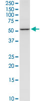 NEU1 / NEU Antibody - NEU1 monoclonal antibody (M01), clone 3F9. Western Blot analysis of NEU1 expression in Raw 264.7.