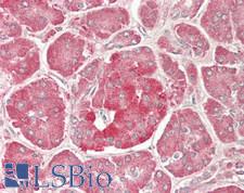 NEU1 / NEU Antibody - Human Pancreas: Formalin-Fixed, Paraffin-Embedded (FFPE)