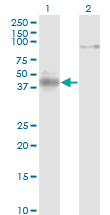 NEUROD1 Antibody - Western blot of NEUROD1 expression in transfected 293T cell line by NEUROD1 monoclonal antibody clone 3D11.