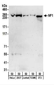 Neurofibromin / NF1 Antibody - Detection of Human and Mouse NF1 by Western Blot. Samples: Whole cell lysate (50 ug) from HeLa, 293T, Jurkat, mouse TCMK-1, and mouse NIH3T3 cells. Antibodies: Affinity purified rabbit anti-NF1 antibody used for WB at 1 ug/ml. Detection: Chemiluminescence with an exposure time of 3 minutes.