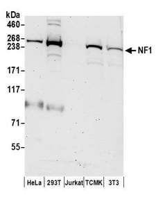 Neurofibromin / NF1 Antibody - Detection of human and mouse NF1 by western blot. Samples: Whole cell lysate (50 µg) from HeLa, HEK293T, Jurkat, mouse TCMK-1, and mouse NIH 3T3 cells prepared using NETN lysis buffer. Antibodies: Affinity purified rabbit anti-NF1 antibody used for WB at 0.1 µg/ml. Detection: Chemiluminescence with an exposure time of 75 seconds.