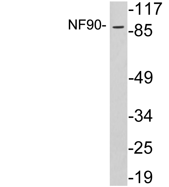 NF90 / ILF3 Antibody - Western blot analysis of lysates from HeLa cells, using NF90 antibody.