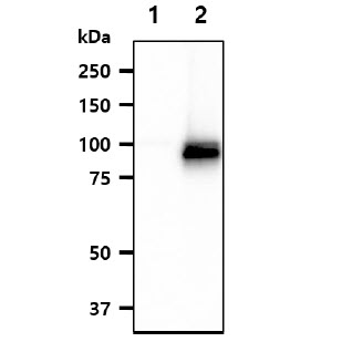 NFATC1 / NFAT2 Antibody - The cell lysates (20ug) were resolved by SDS-PAGE, transferred to PVDF membrane and probed with anti-human NFATc1 antibody (1:1000). Proteins were visualized using a goat anti-mouse secondary antibody conjugated to HRP and an ECL detection system.Lane 1.: 293T cell lysateLane 2.: NFATc1 transfected 293T cell lysate
