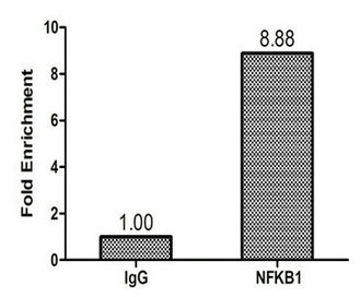 NFKB1 / NF-Kappa-B Antibody