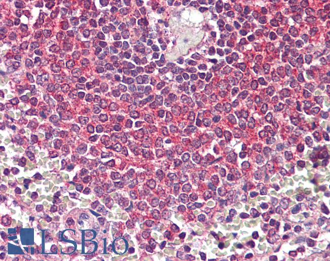 NFKB1 / NF-Kappa-B Antibody - Anti-NF-KappaB p105 antibody IHC of human spleen. Immunohistochemistry of formalin-fixed, paraffin-embedded tissue after heat-induced antigen retrieval. Antibody dilution 5-10 ug/ml. This image was taken for the unconjugated form of this product. Other forms have not been tested.