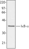 NFKBIA / IKB Alpha / IKBA Antibody - Hela cell extract was resolved by electrophoresis, transferred to nitrocellulose, and probed with rabbit anti-IkappaBalpha polyclonal antibody. Proteins were visualized using a donkey anti-rabbit secondary antibody conjugated to HRP and a chemiluminescence system.