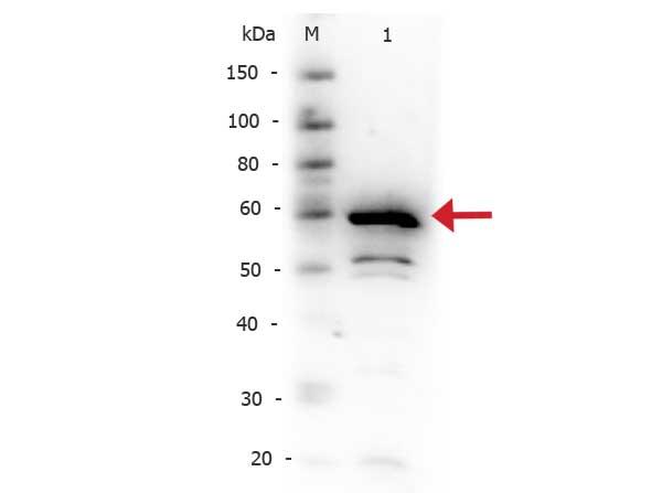 NFKBIA / IKB Alpha / IKBA Antibody - Western Blot of Rabbit anti-IKBa C-terminal antibody. Lane 1: IKBa C-terminal. Load: 50 ng per lane. Primary antibody: IKBa C-terminal antibody at 1:500 for overnight at 4°C. Secondary antibody: Peroxidase rabbit secondary antibody at 1:40,000 for 30 min at RT.
