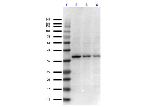 NFKBIB / IKB Beta / IKBB Antibody - Western Blot of Rabbit Anti-IKB Beta C-term Antibody. Lane 1: Opal Prestained Molecular Weight Ladder  Lane 2: A549 WC Lysate  Lane 3: A431 WC Lysate  Lane 4: Molt-4 WC Lysate  Load: 10µL. Primary Antibody: Rabbit Anti-IKB Beta C-term Antibody at 1:500 overnight at 4°C. Secondary Antibody: Goat anti-Rabbit IgG at 1:70,000 for 30 in at RT. Expect: 37kDa.