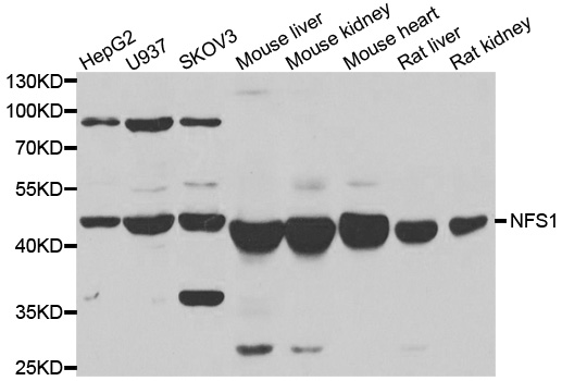 NFS1 Antibody - Western blot analysis of extracts of various cell lines, using NFS1 antibody.