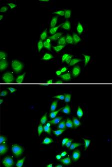 NFS1 Antibody - Immunofluorescence analysis of HeLa cells.