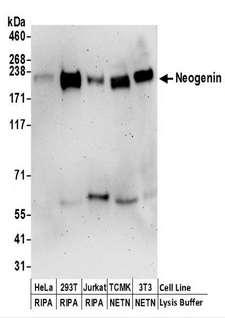 NGN / Neogenin Antibody - Detection of Human and Mouse Neogenin by Western Blot. Samples: Whole cell lysate (50 ug) prepared using NETN or RIPA buffer from HeLa, 293T, Jurkat, mouse TCMK-1, and mouse NIH3T3 cells. Antibodies: Affinity purified rabbit anti-Neogenin antibody used for WB at 0.1 ug/ml. Detection: Chemiluminescence with an exposure time of 3 minutes.