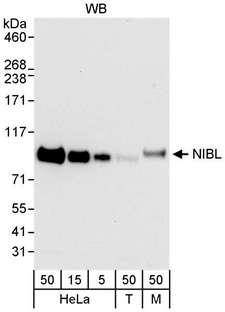 Niban-Like Protein 1 Antibody - Detection of Human and Mouse NIBL by Western Blot. Samples: Whole cell lysate from HeLa (5, 15 and 50 ug), 293T (T; 50 ug) and mouse NIH3T3 (M; 50 ug) cells. Antibody: Affinity purified rabbit anti-NIBL antibody used for WB at 0.04 ug/ml. Detection: Chemiluminescence with an exposure time of 10 seconds.