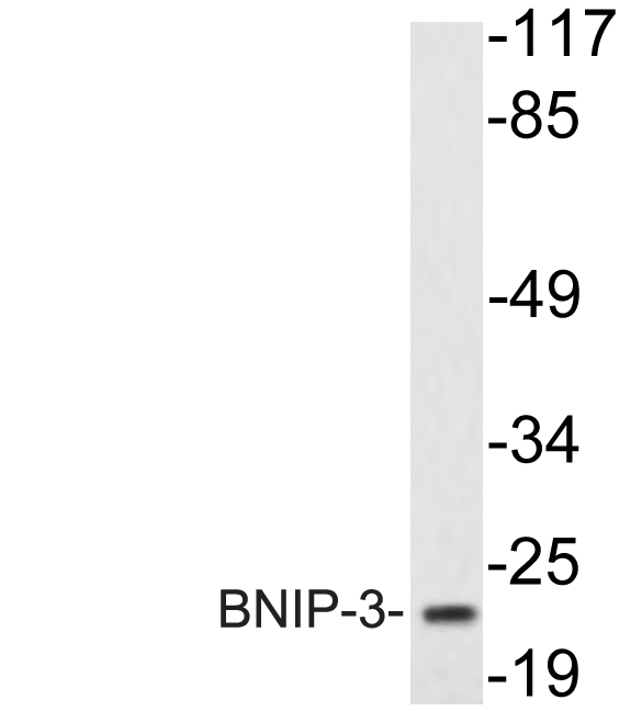 NIP3 / BNIP3 Antibody - Western blot analysis of lysate from K562 cells, using BNIP-3 antibody.