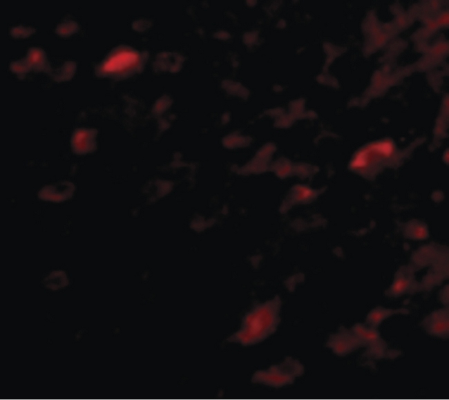 NIPSNAP3A Antibody - Immunofluorescence of NIPSNAP3A in Mouse Brain cells with NIPSNAP3A antibody at 5 ug/ml.