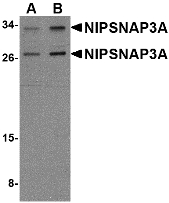 NIPSNAP3A Antibody - Western blot of NIPSNAP3A in mouse brain tissue lysate with NIPSNAP3A antibody at (A) 0.5 and (B) 1 ug/ml.