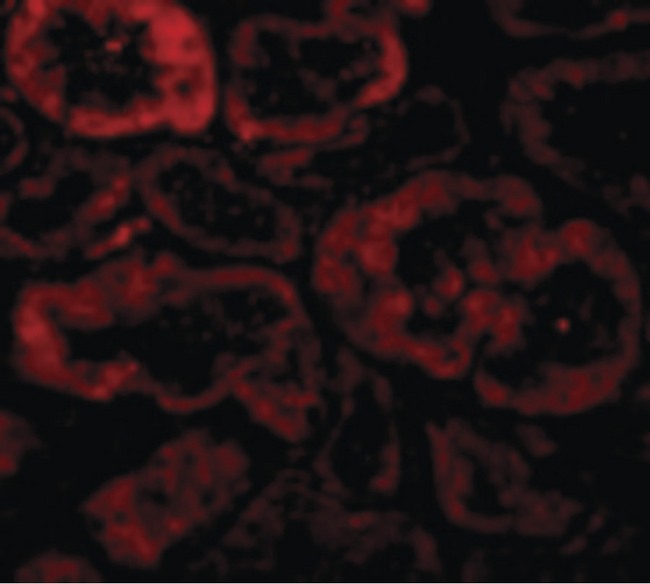 NIX / BNIP3L Antibody - Immunofluorescence of Bnip3L in Human Kidney cells with Bnip3L antibody at 10 ug/ml.