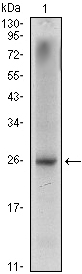 NKX3-1 Antibody - Western blot using NKX3A mouse monoclonal antibody against LNCaP (1) cell lysate.