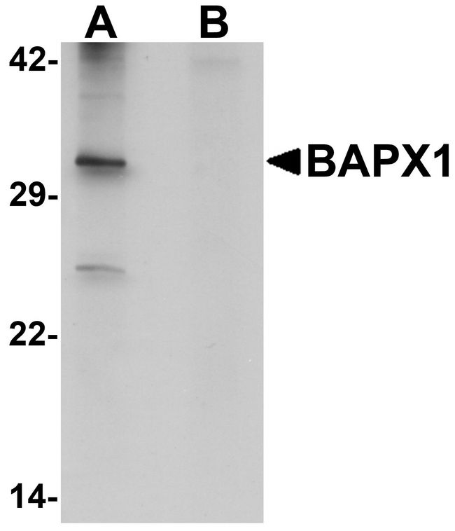 NKX3-2 / BAPX1 Antibody - Western blot analysis of BAPX1 in human brain tissue lysate with BAPX1 antibody at 1 ug/ml in (A) the absence and (B) the presence of blocking peptide.