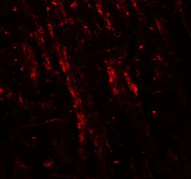 NLGN2 / Neuroligin 2 Antibody - Immunofluorescence of NLGN2 in mouse brain tissue with NLGN2 antibody at 20 ug/ml.