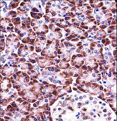 NLRP12 Antibody - NLRP12 Antibody immunohistochemistry of formalin-fixed and paraffin-embedded human pancreas tissue followed by peroxidase-conjugated secondary antibody and DAB staining.