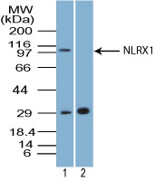 NLRX1 Antibody - Western blot of NLRX1 in mouse heart tissue lysate in the 1) absence and 2) presence of immunizing peptide using NLRX1 Antibody at 5 ug/ml. Goat anti-rabbit Ig HRP secondary antibody, and PicoTect ECL substrate solution were used for this test.