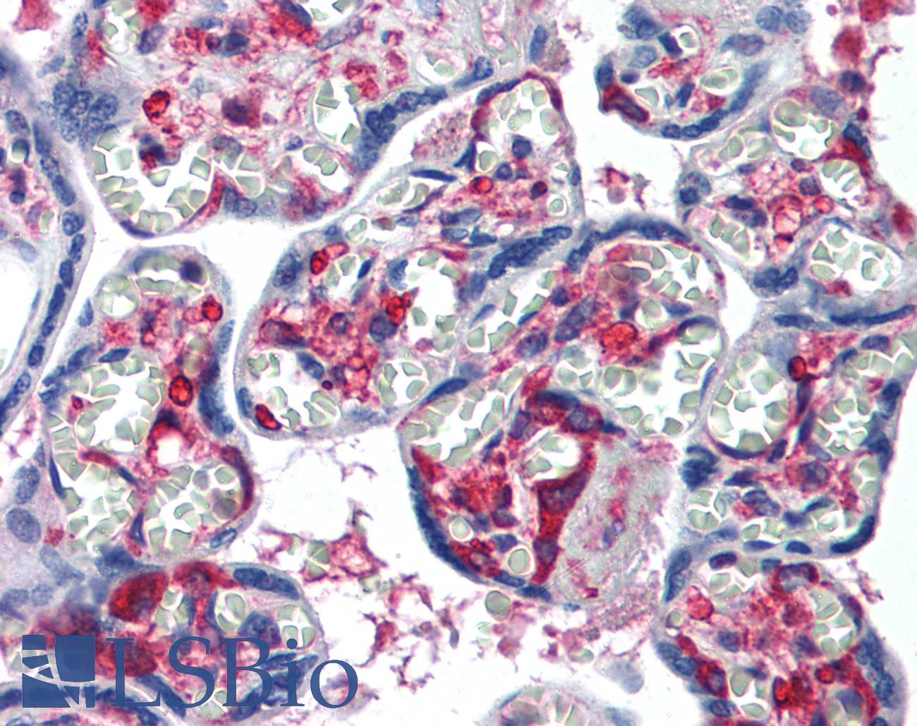 NME1 / NM23 Antibody - Anti-NME1 antibody IHC of human placenta. Immunohistochemistry of formalin-fixed, paraffin-embedded tissue after heat-induced antigen retrieval. Antibody concentration 5 ug/ml.