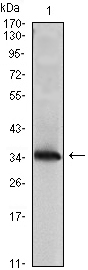 NME1 / NM23 Antibody - Western blot using NME1 monoclonal antibody against NME1(AA: 27-177)-hIgGFc transfected HEK293 cell lysate.