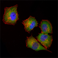 NME1 / NM23 Antibody - Immunofluorescence of HeLa cells using NME1 mouse monoclonal antibody (green). Red: Actin filaments have been labeled with Alexa Fluor-555 phalloidin. Blue: DRAQ5 fluorescent DNA dye.