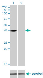 NMI Antibody - Western blot of NMI over-expressed 293 cell line, cotransfected with NMI Validated Chimera RNAi (Lane 2) or non-transfected control (Lane 1). Blot probed with NMI monoclonal antibody, clone 9D8. GAPDH ( 36.1 kD ) used as specificity and l.