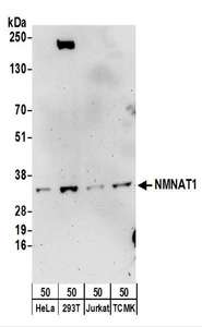 NMNAT1 / NMNAT Antibody - Detection of Human and Mouse NMNAT1 by Western Blot. Samples: Whole cell lysate (50 ug) from HeLa, 293T, Jurkat, and mouse TCMK-1 cells. Antibodies: Affinity purified rabbit anti-NMNAT1 antibody used for WB at 0.1 ug/ml. Detection: Chemiluminescence with an exposure time of 3 minutes.