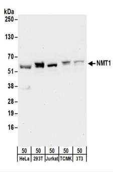 NMT1 Antibody - Detection of Human and Mouse NMT1 by Western Blot. Samples: Whole cell lysate (50 ug) from HeLa, 293T, Jurkat, mouse TCMK-1, and mouse NIH3T3 cells. Antibodies: Affinity purified rabbit anti-NMT1 antibody used for WB at 0.1 ug/ml. Detection: Chemiluminescence with an exposure time of 30 seconds.